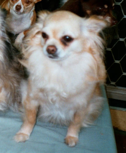 Pic of Gizmo