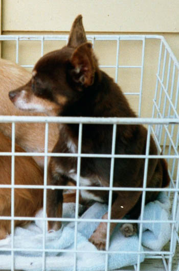 Chicko in a basket!
