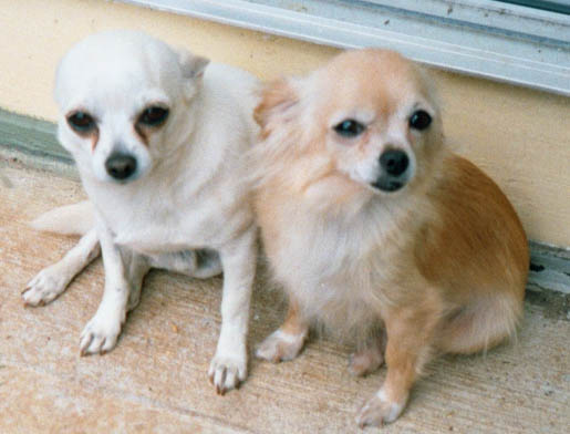 Pic of two gorgeous Chihuahua Rescue dogs whose names we have lost track of. Do you know them?