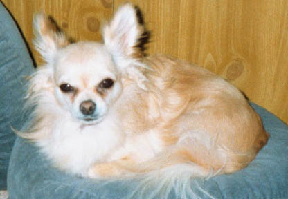 Pic of one of the Chihuahua Rescue Victoria dogs.