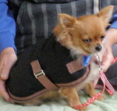 Cee Cee in a new coat. May 2011.