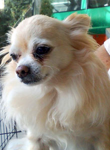 Pic of Gizmo in May, 2008.