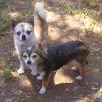 Wanda, who found her new forever home as one of our early ones.