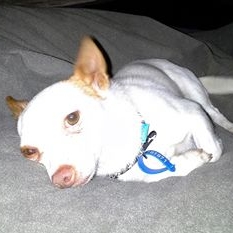 Archie trying out a different pose for the camera.