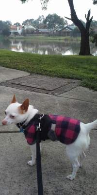 Archie going for a walk.