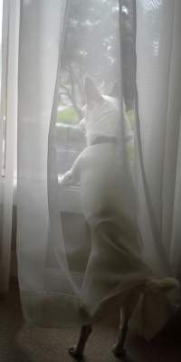 Archie keeping watch.