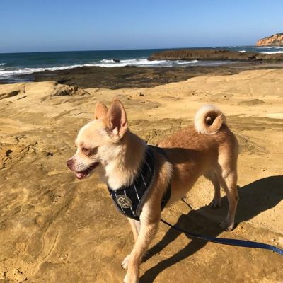 Arnold, on the rocks. (Monday, 24th of April 2017)