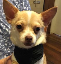 Big Fella, now called Arnold, when he was first up for adoption. (Sunday, 22nd of January 2017)