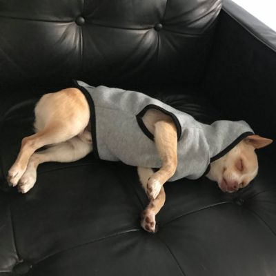 Arnold sleeping on the couch. What a life! (Monday, 24th of April 2017)