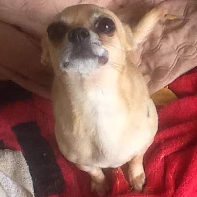 Breezy is a little darling who has now survived massive surgery.