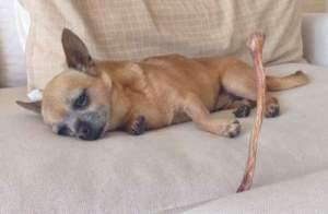 Chucky with a kangaroo tendon perfectly positioned between couch cushions!