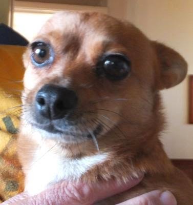 Frankie is the most friendly loving little cross breed of three kilograms and two years old. (Monday, 12th of May 2014)
