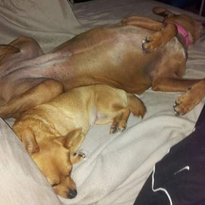 Frankie and Boo - best mates! (Wednesday, 18th of June 2014)