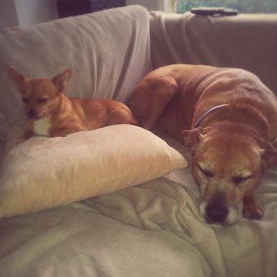 Frankie and her new big sister Boo. This was after one hour in her new home. My new little angel. (Wednesday, 18th of June 2014)