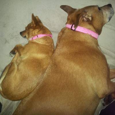 Frankie's favourite time is hanging with her new big sister. (Wednesday, 18th of June 2014)