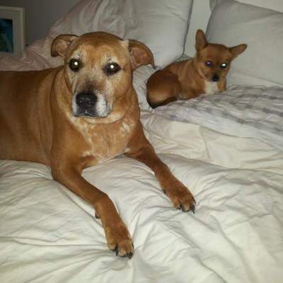Frankie (right) is sleeping on mums bed with his sister Boo (left). (Wednesday, 18th of June 2014)