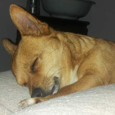 Frankie taking a little snooze on his new couch. (Wednesday, 18th of June 2014)