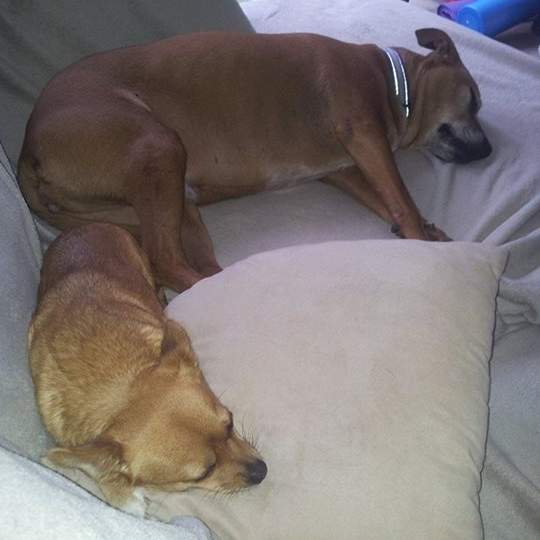 She and her big sister Boo (also a rescue) are getting on like a house on fire, and only twenty four hours in. (Wednesday, 18th of June 2014)