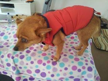 Frankie is not looking happy in the red coat! (Tuesday, 24th of June 2014)