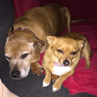 Frankie on the right and Boo (another rescue, but, uh, not a Chihuahua) on the left. (Tuesday, 8th of July 2015)