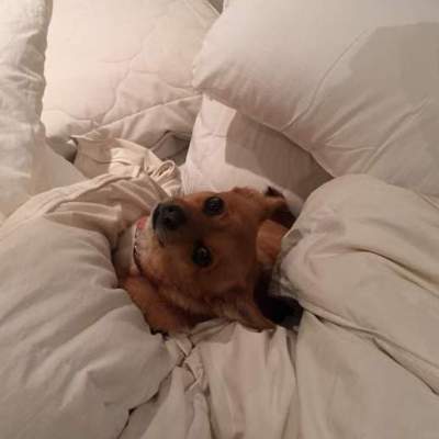 Frankie is ready for bed. (Tuesday, 8th of July 2015)
