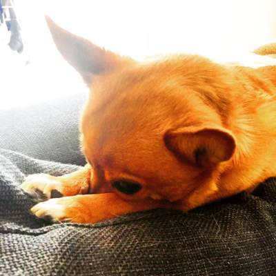 Frankie enjoying the sunlight. (Thursday, 9th of July 2015)