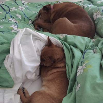 Frankie (bottom) and Boo (top) having a rest. (Sunday, 13th of September 2015)