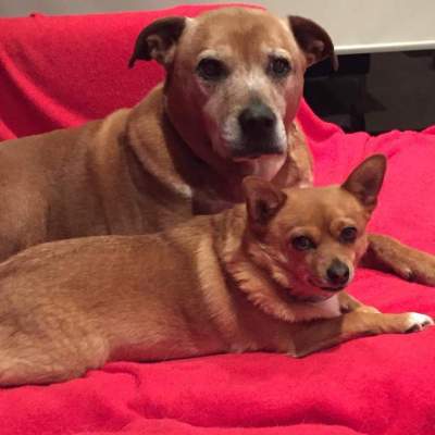 Frankie (front) and Boo (behind). Boo: "look sharp buddy, she's taking a photo again!" Frankie: "I know - I'm on it!" (Sunday, 13th of September 2015)