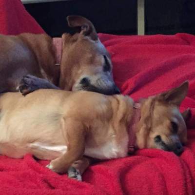 Frankie (front) and Boo (behind) are so comfortable together. (Sunday, 13th of September 2015)