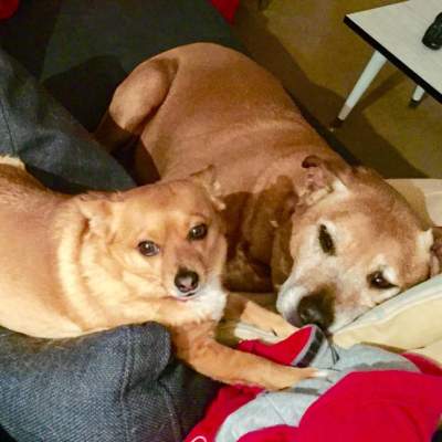 Frankie (left) and Boo (right) have formed a tight bond in their new loving forever family. Thank you so much for sending us these updates! (Sunday, 13th of September 2015)