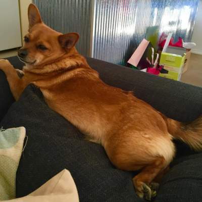 Frankie all stretched out. (Sunday, 13th of September 2015)