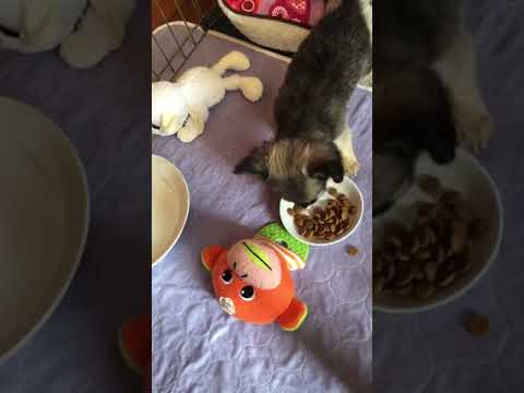 Today Freddie is eating puppy biscuits quite happily. (Monday, 18th of September 2017)