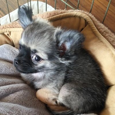 Freddie says "Oh no, not that camera, again!" (Friday, 29th of September 2017)