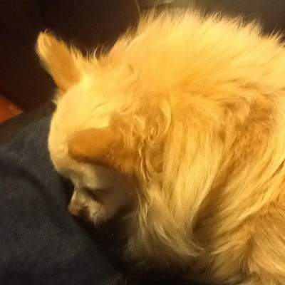 Gizmo, my own darling fur baby is nineteen years and ten months here. He was sitting at my feet as I did several chores and giving out these "ordering" little barks.