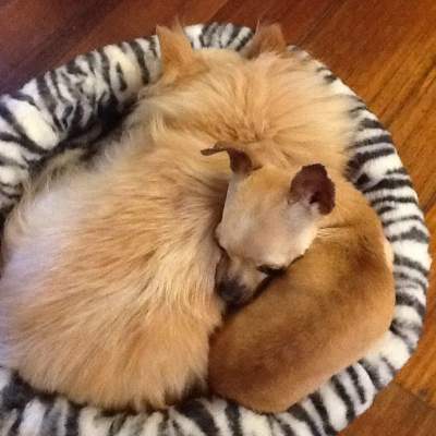 Thank you KIM, for your fantastic donation of these great little doggy beds! Gizmo chose the smallest so no one could snuggle too close maybe!?