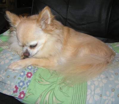 This picture of Gizmo is on Mother Chihuahua's big computer as a screen background.
