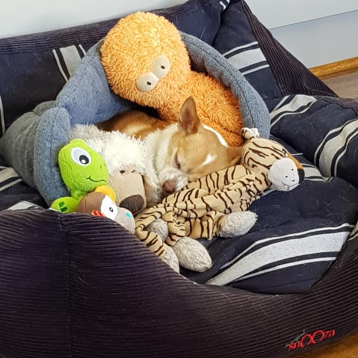 Jai surrounded by all his toys in the bed. (Sunday, 2nd of December 2018)