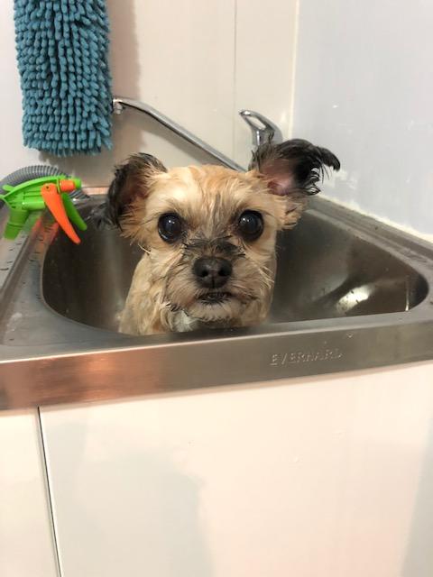 Marley: I still hate baths! (Sunday, 24th of May 2020)