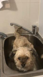 Marley being given a bath. (Sunday, 30th of December 2018)