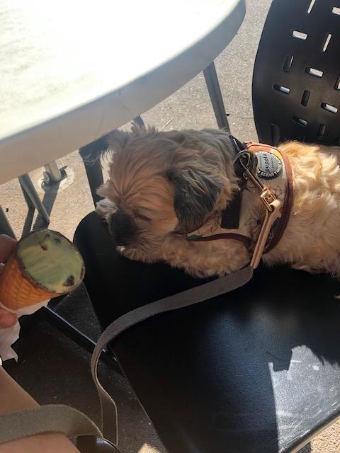 Mum snuck some ice cream under the table for Marley. (Sunday, 24th of May 2020)