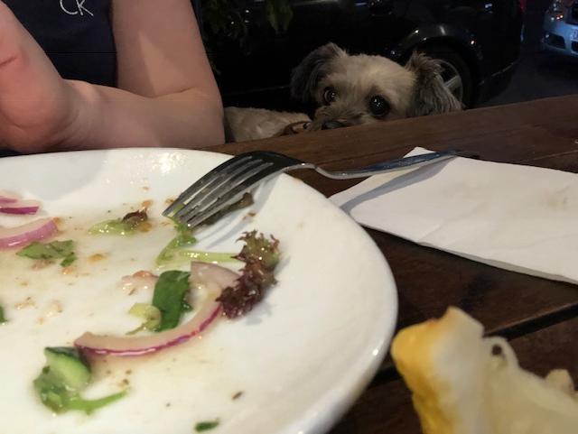 Marley is very interested in those noms. (Sunday, 30th of December 2018)