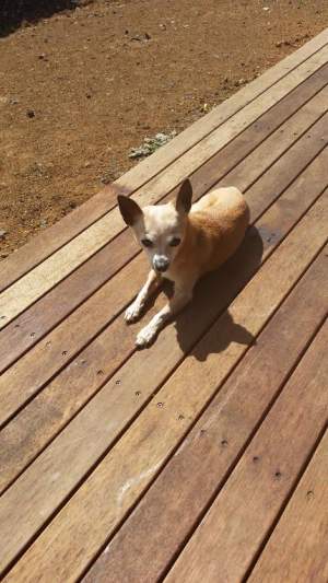 Pearly-Sue enjoying her time on the deck - soaking up the sun. (Monday, 1st of June 2015)