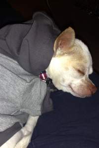 Penny with her new hoodie, sleeping peacefully.