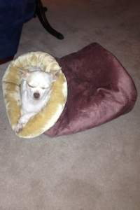 Penny trying to work out how beds work.