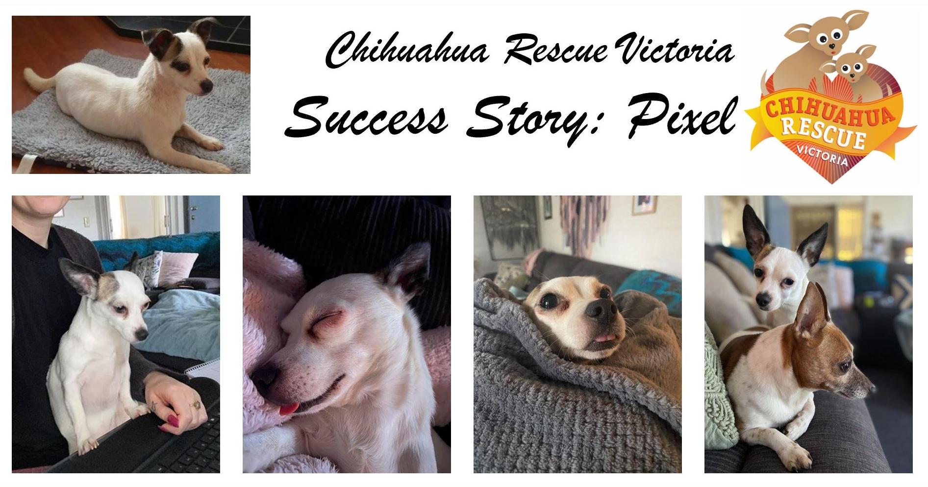 chihuahua rescue centre