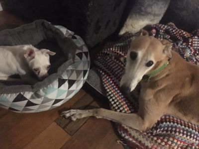 Robin and his BFF (Best Friend Forever!), Patsy. (Saturday, 30th of September 2017)