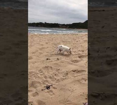 Robin on the beach. (Saturday, 30th of September 2017)