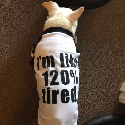 Robin wears a Tee-shirt saying: "I'm like 120% tired." Only Chihuahuas can get that tired! (Saturday, 30th of September 2017)