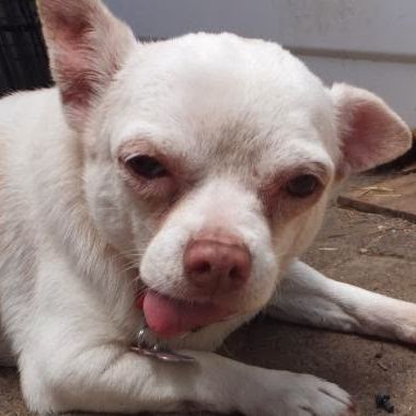 Hi! Robin when first up for adoption. (Friday, 31st of January 2014)