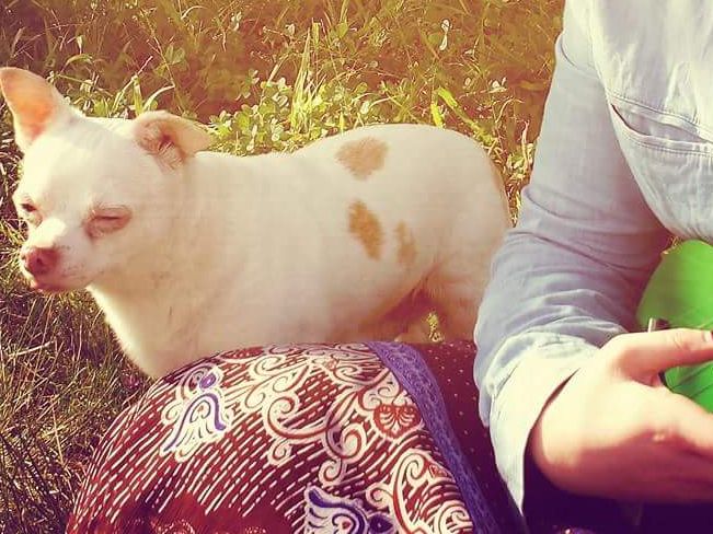 Robin enjoys the sunshine and a tune on the Ukulele, thanks to his human! (Saturday, 30th of September 2017)